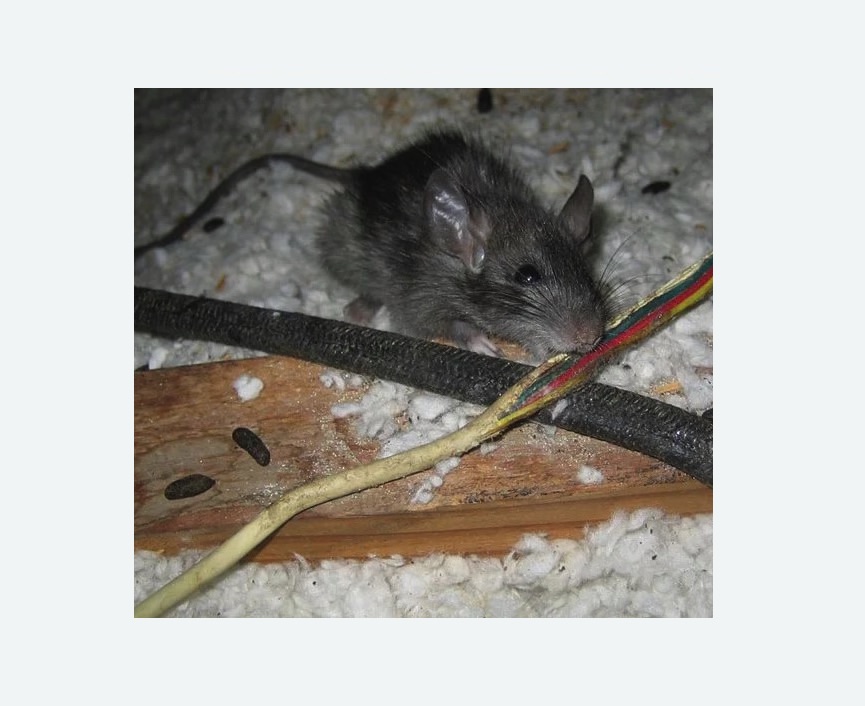мыши грызут провода в Сарове